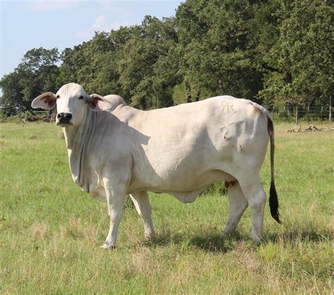 Ogden <strong>Cattle</strong> Co. . Brahman cattle for sale craigslist